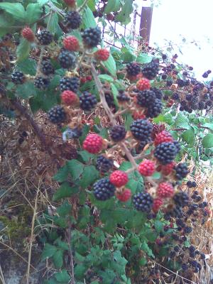 La zarza y su fruto: Las Moras