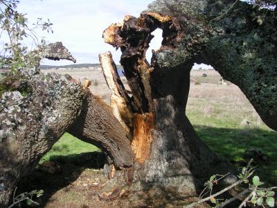 El final de una encina en el Campo Charro de Salamanca.